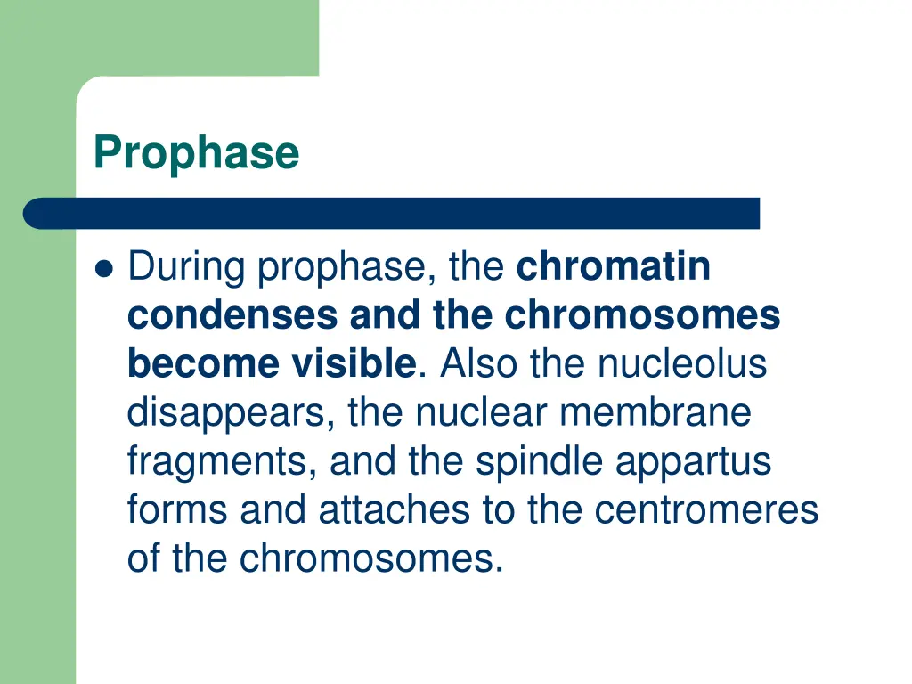 prophase