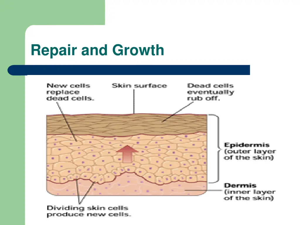 repair and growth
