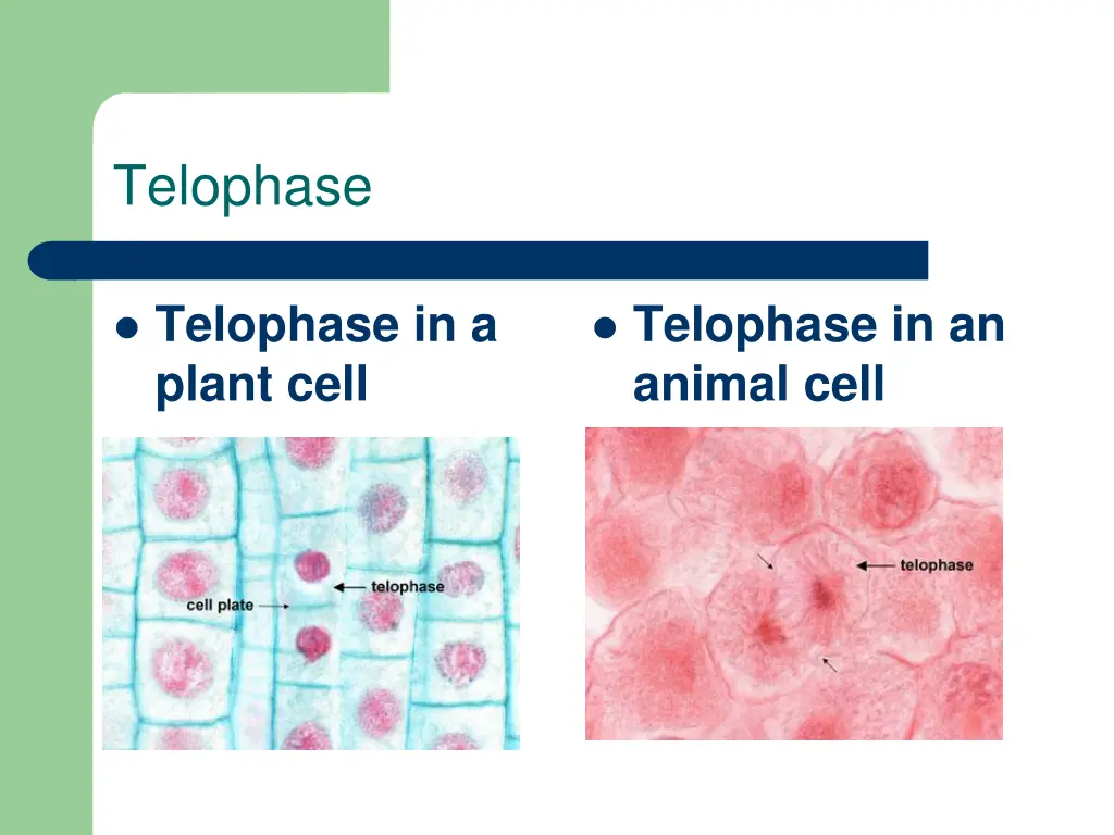 telophase 1