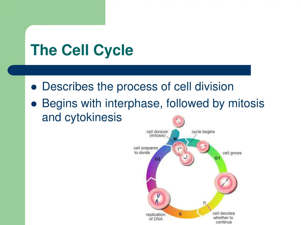 the cell cycle