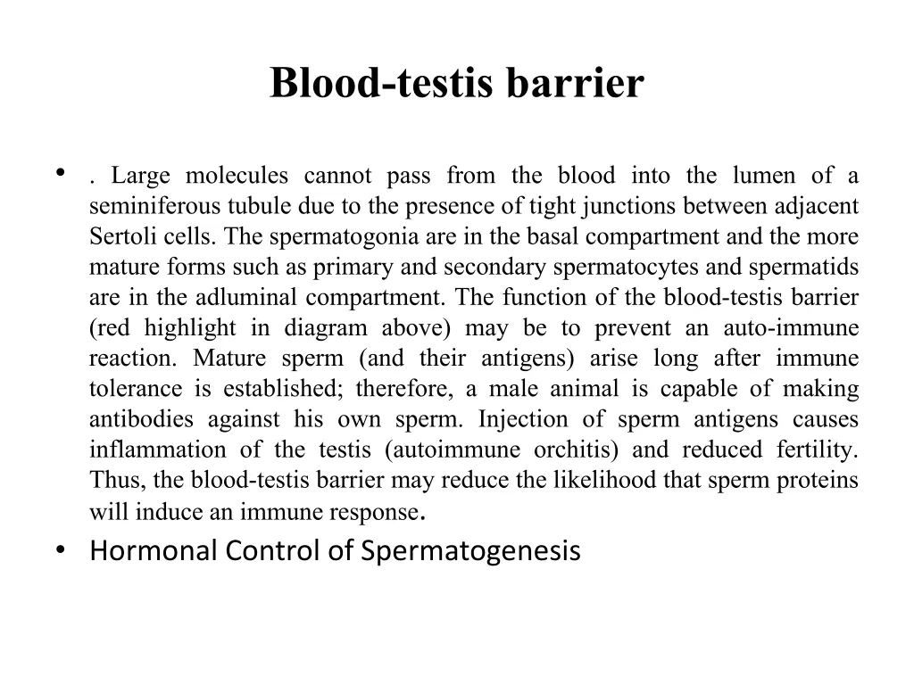 blood testis barrier