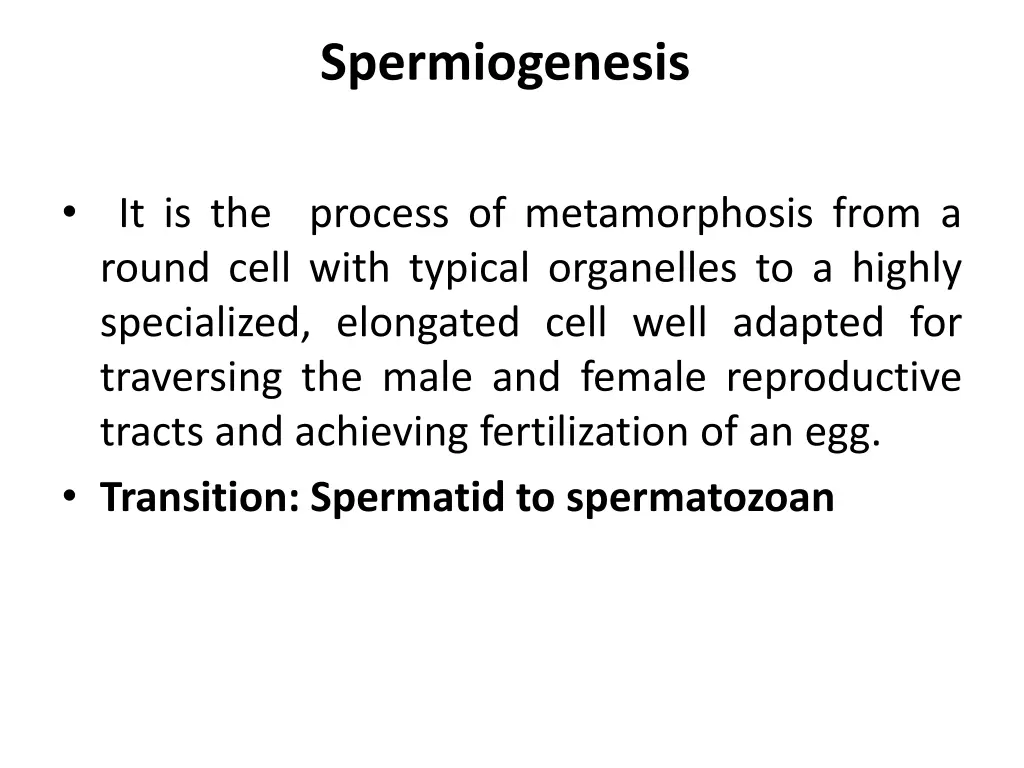 spermiogenesis 1