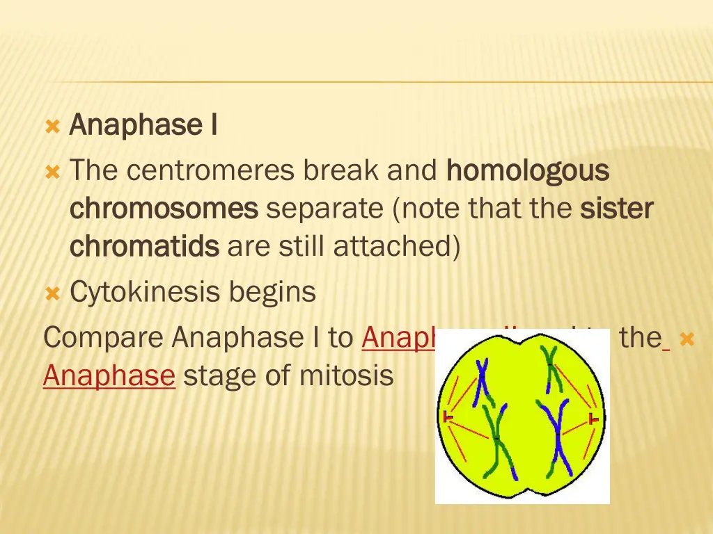 anaphase i anaphase i the centromeres break