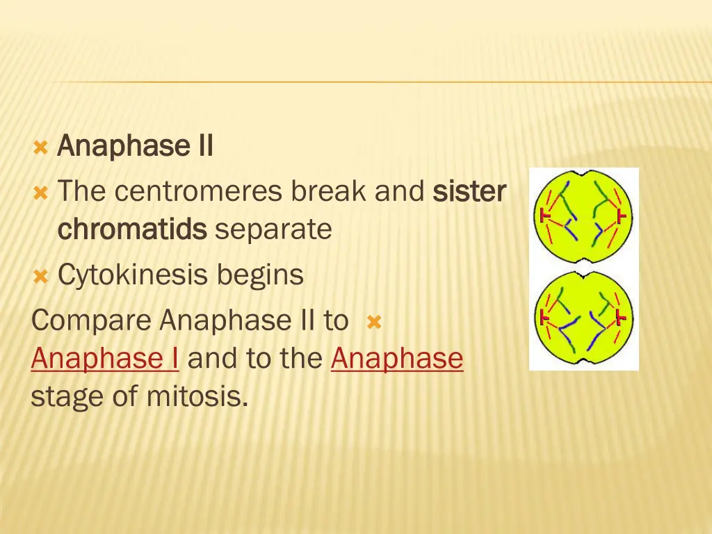 anaphase ii anaphase ii the centromeres break