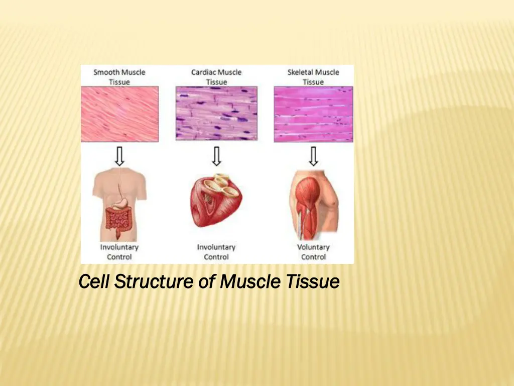 cell structure of muscle tissue cell structure
