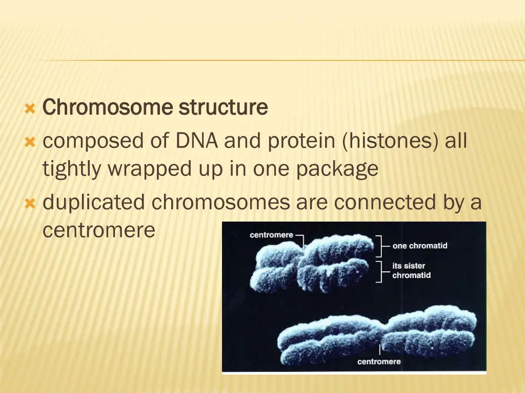 chromosome structure chromosome structure