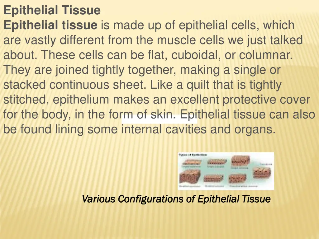 epithelial tissue epithelial tissue is made
