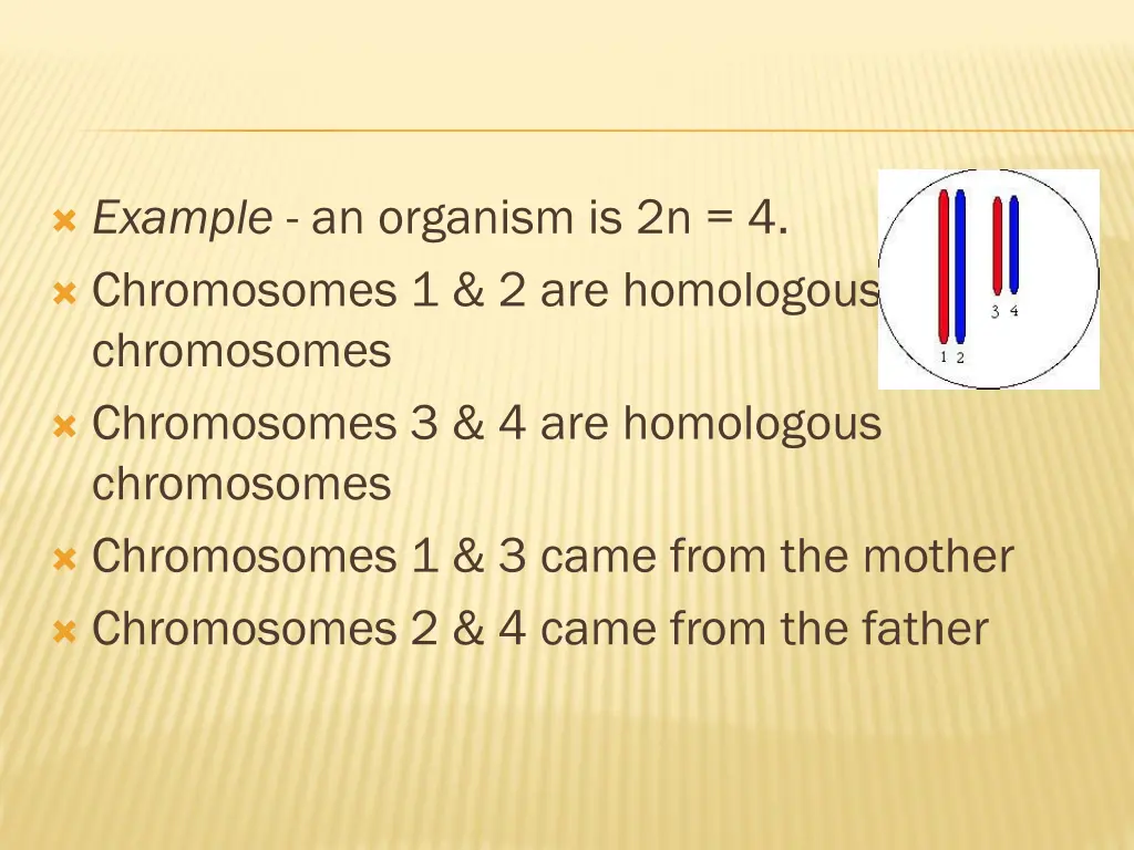 example an organism is 2n 4 chromosomes