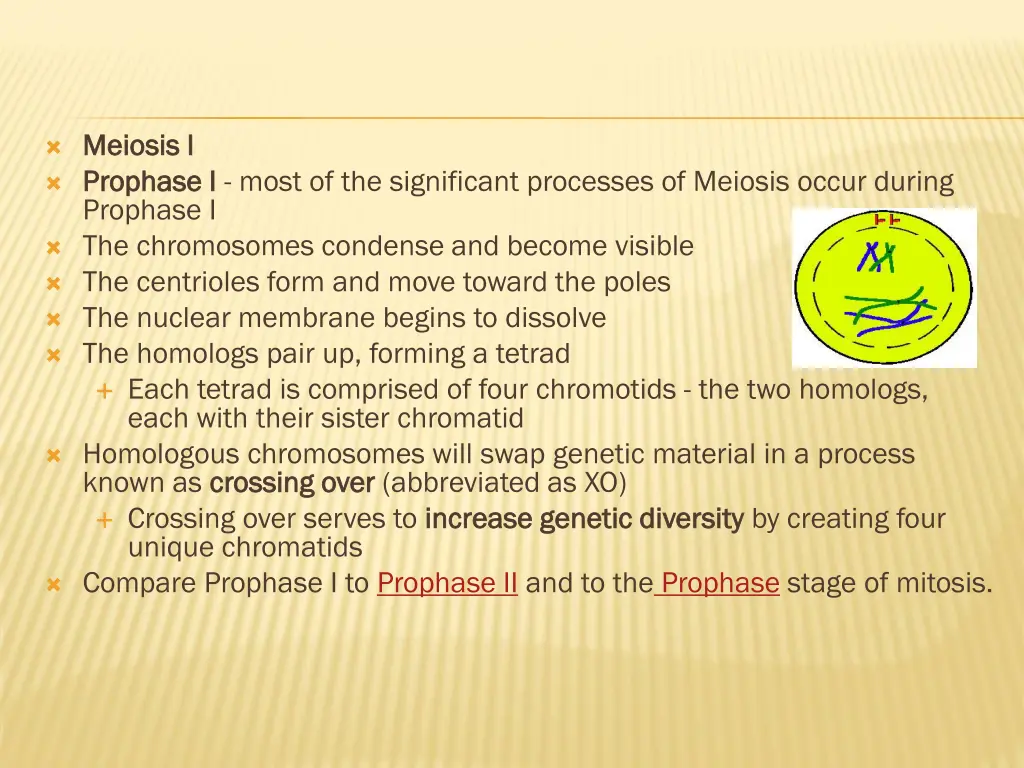 meiosis i meiosis i prophase i prophase i most