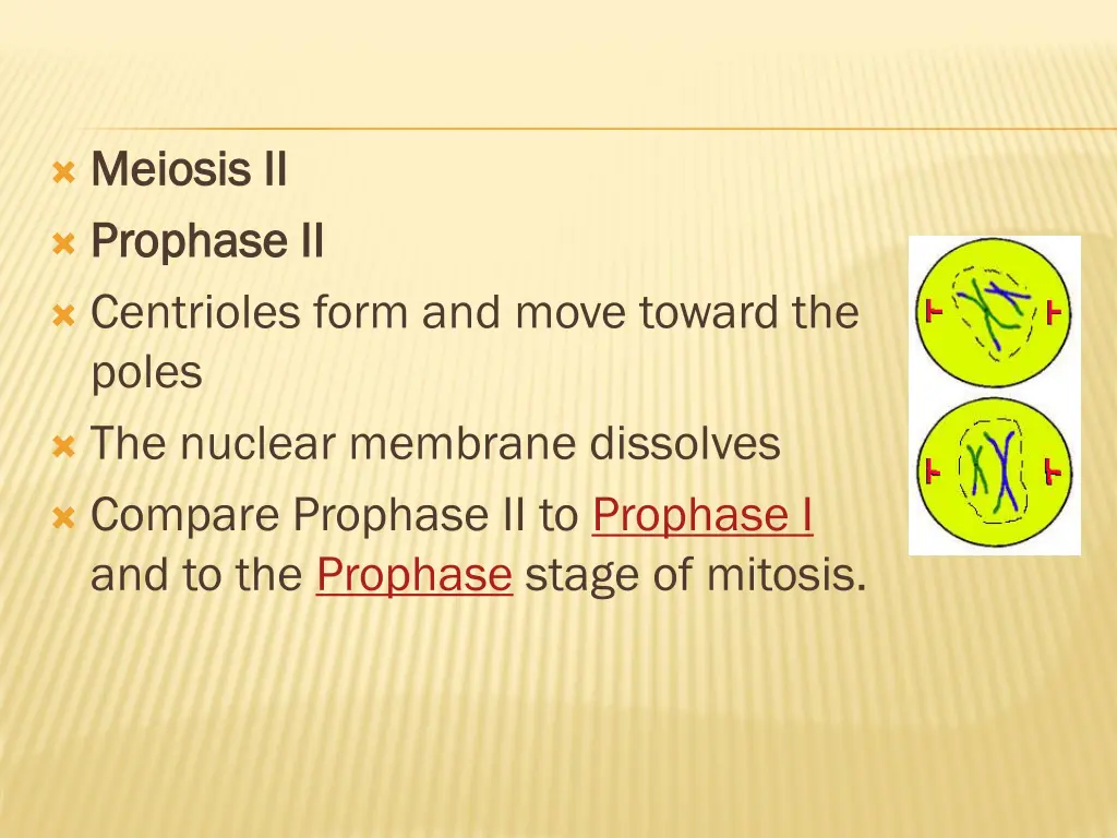meiosis ii meiosis ii prophase ii prophase