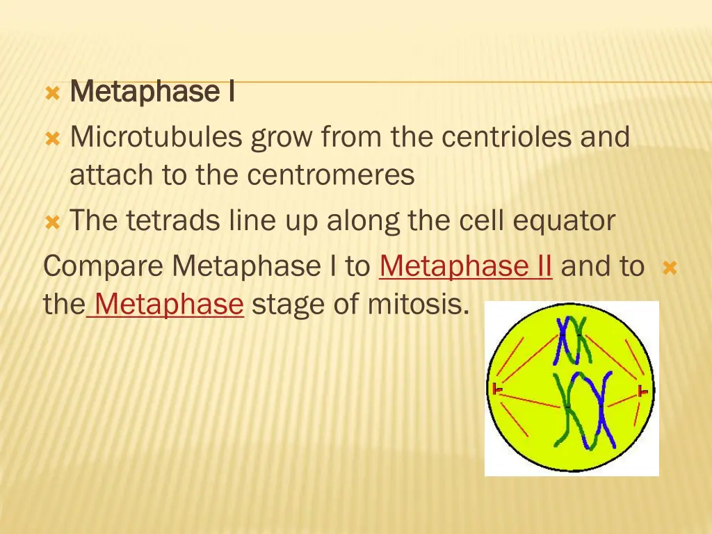 metaphase i metaphase i microtubules grow from