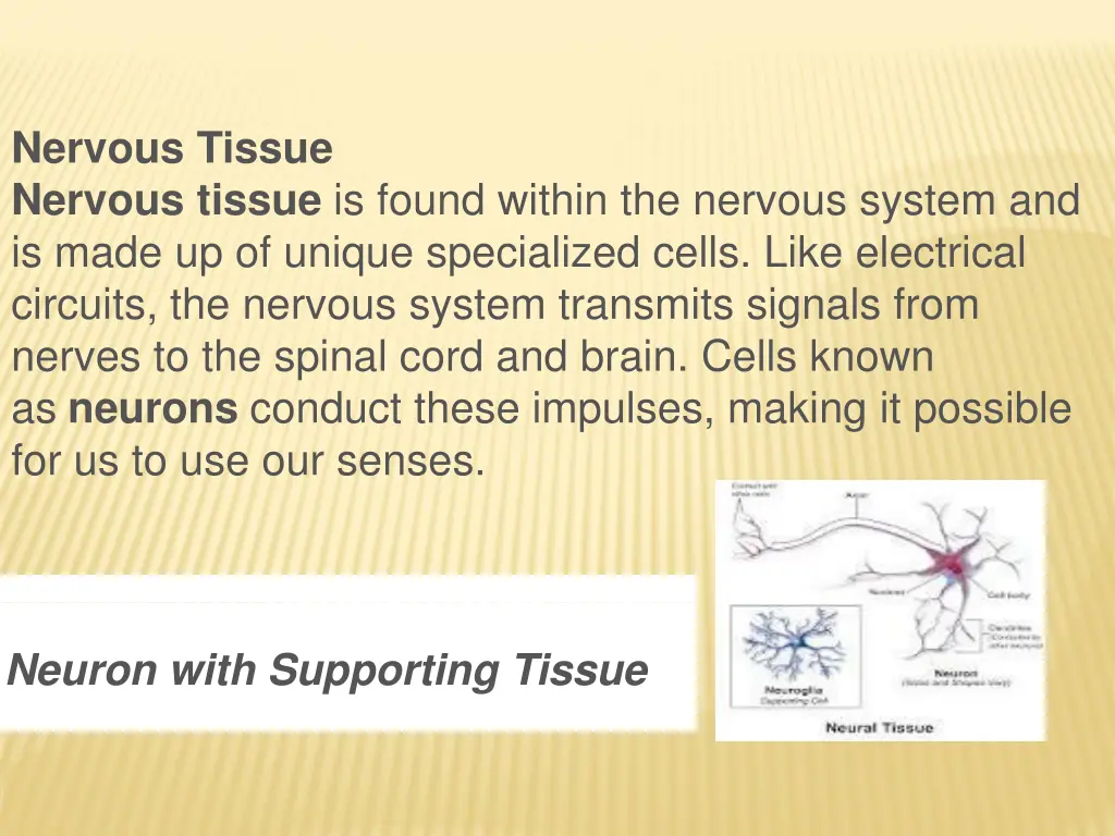 nervous tissue nervous tissue is found within