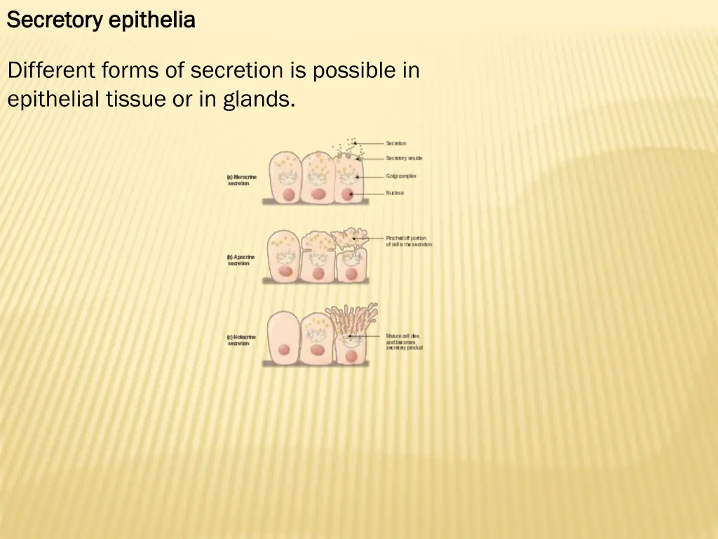 secretory secretory epithelia
