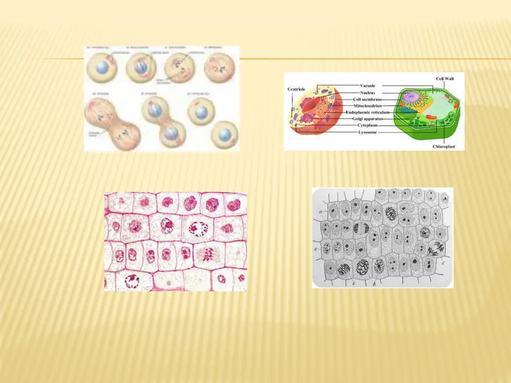 slide24