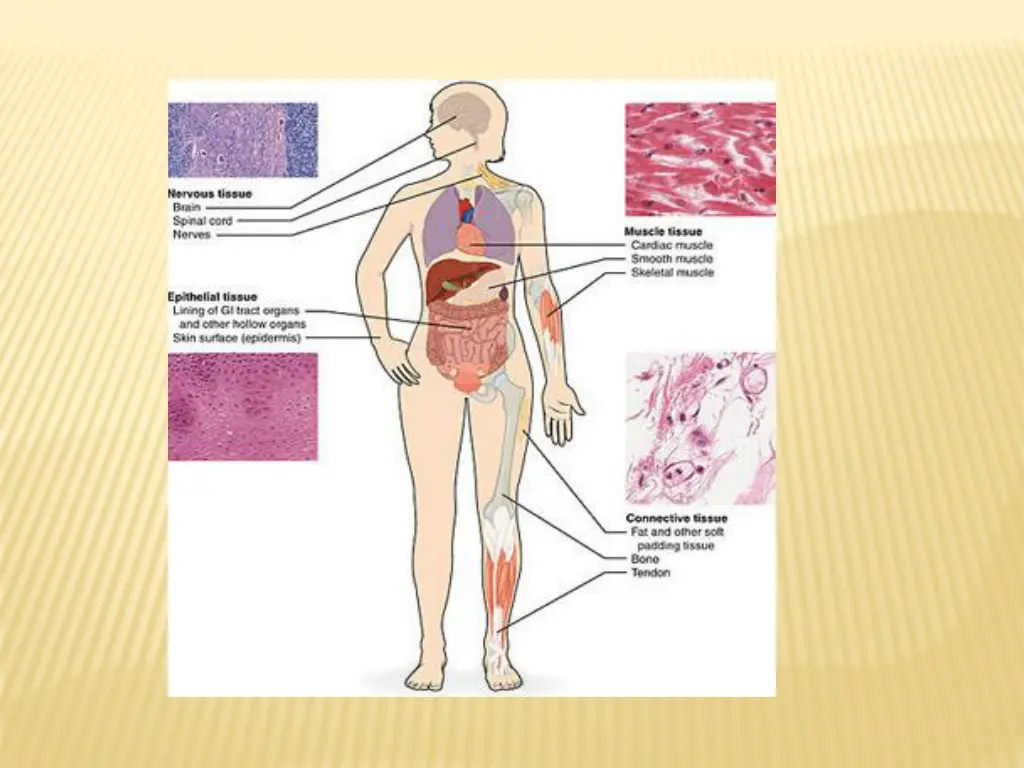 slide29