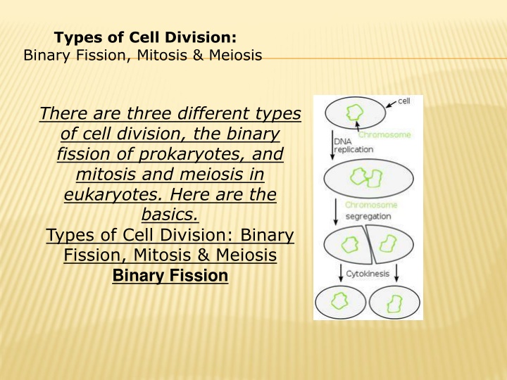 types of cell division binary fission mitosis