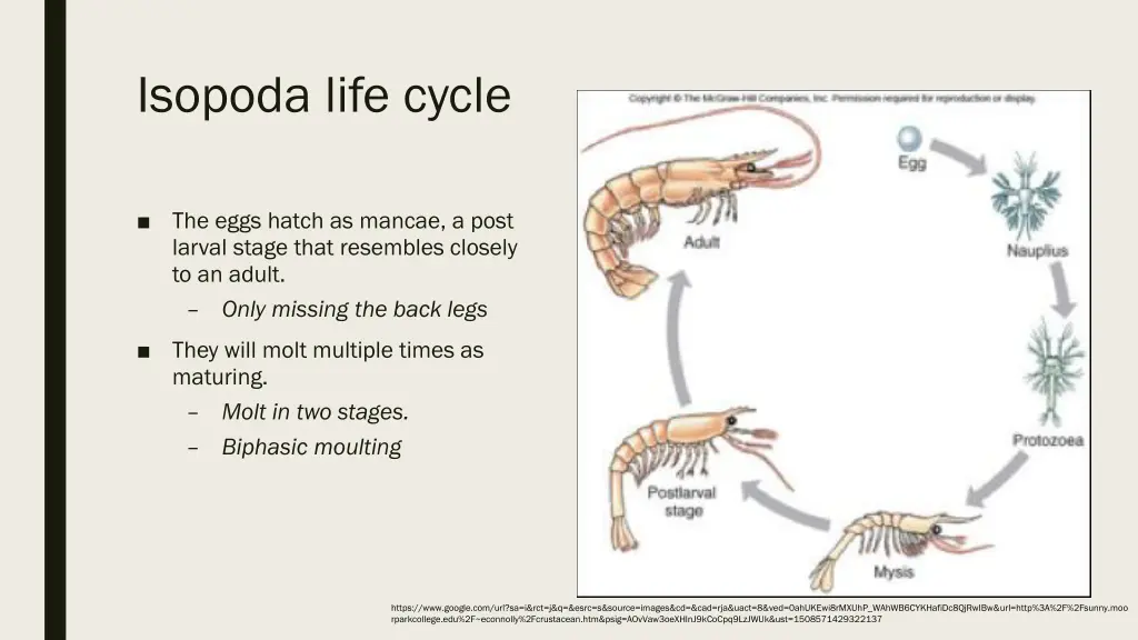 isopoda life cycle
