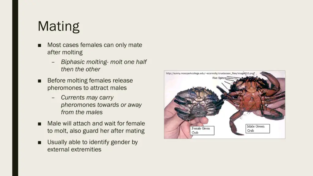 mating