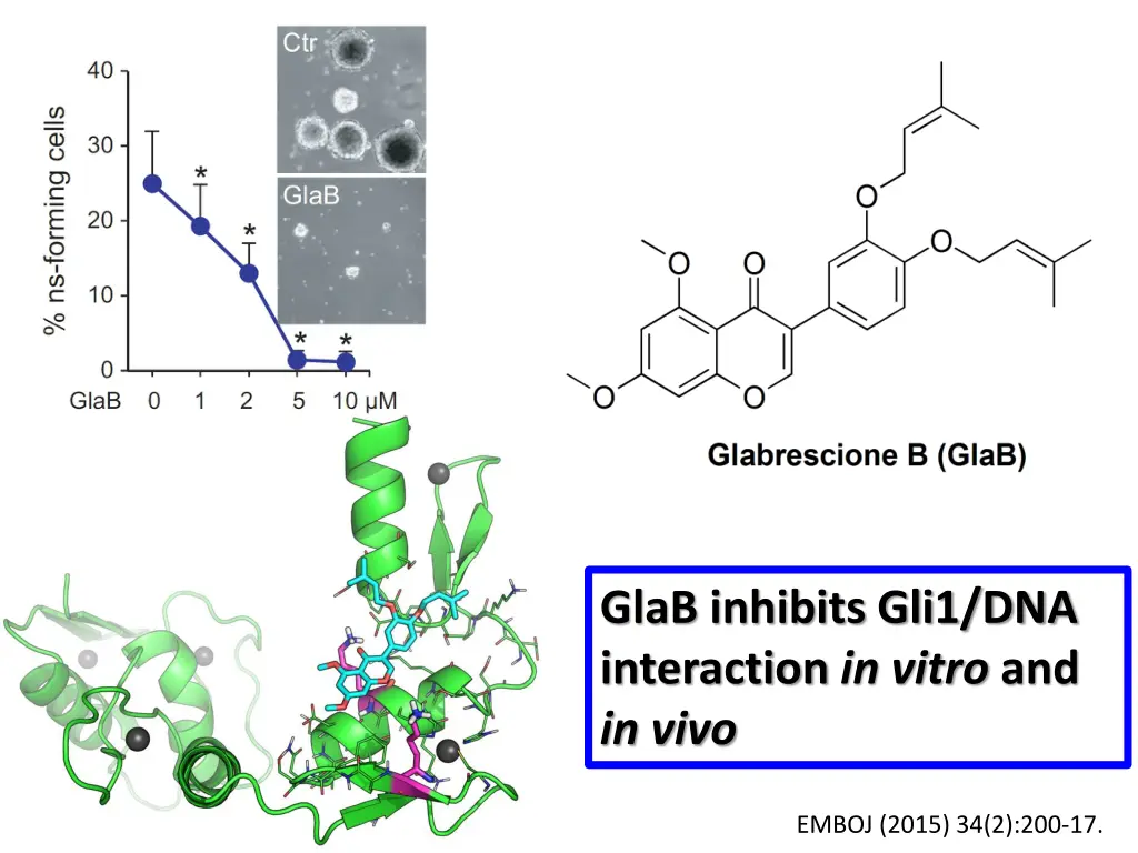glab inhibits gli1 dna interaction in vitro