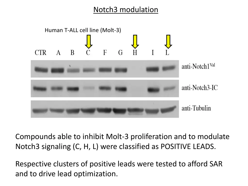 notch3 modulation