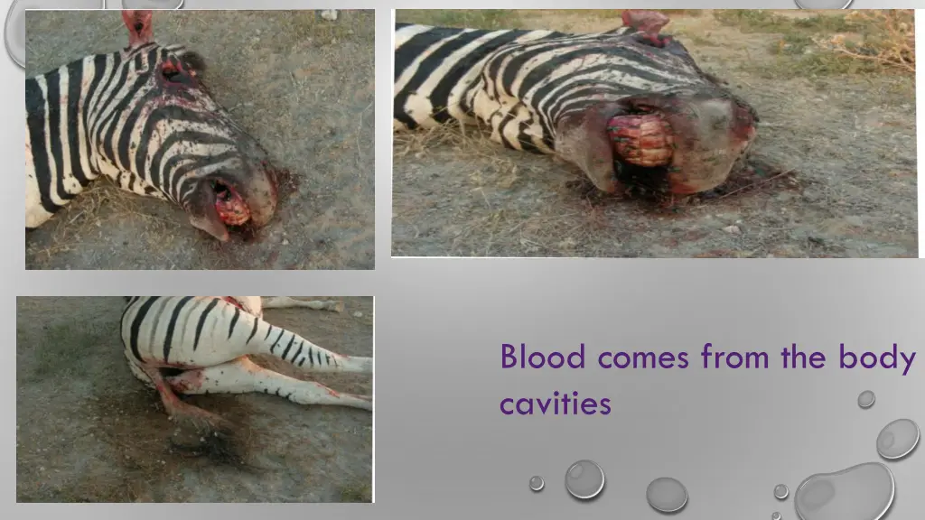 blood comes from the body cavities
