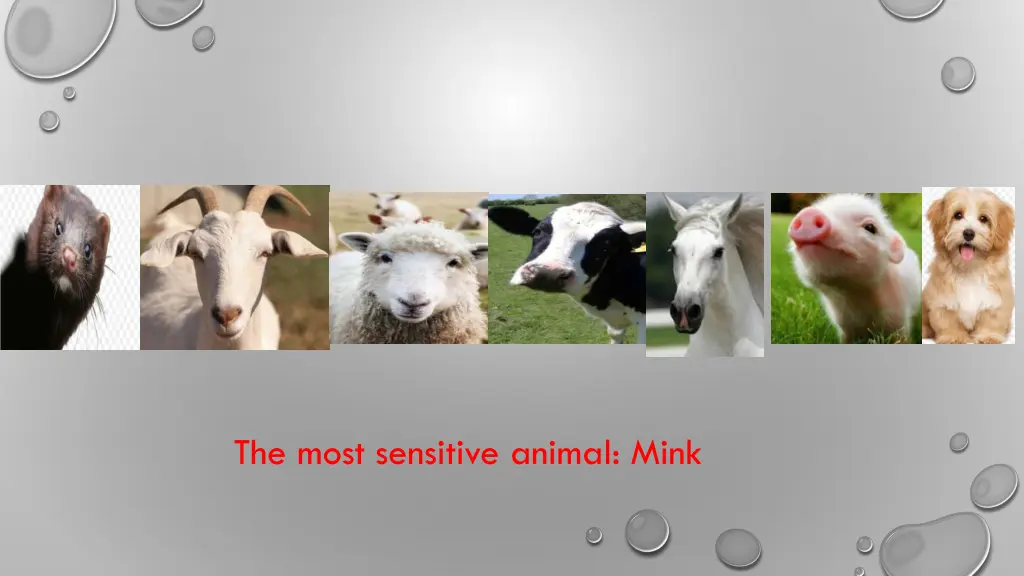 the most sensitive animal mink