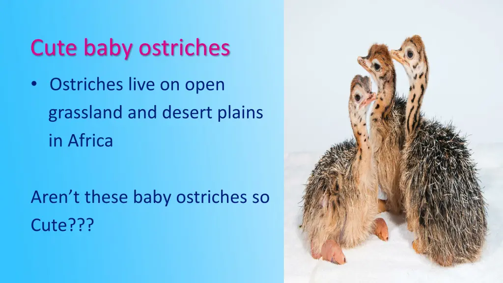 cute baby ostriches