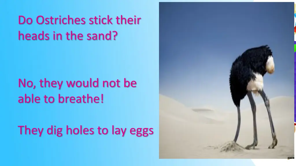 do ostriches stick their heads in the sand