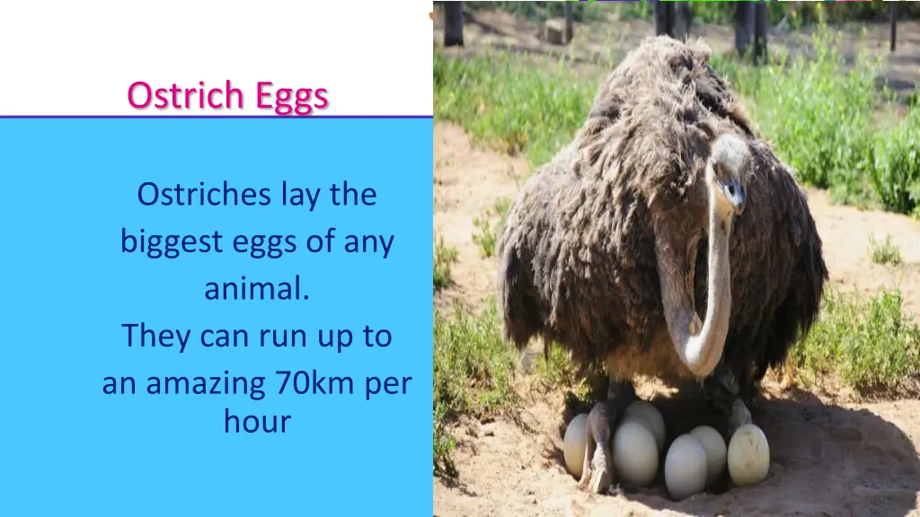 ostrich eggs