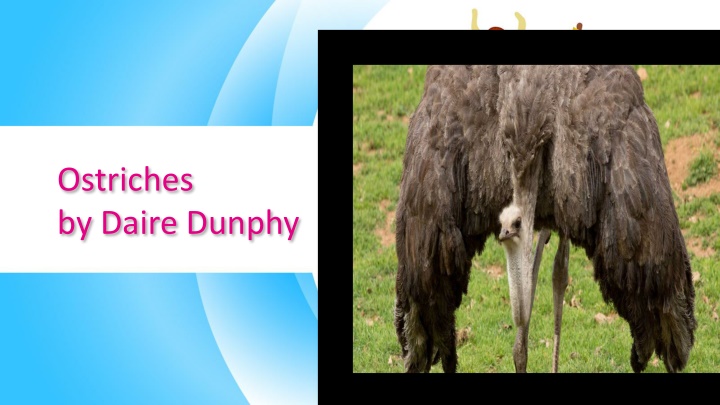 ostriches by daire dunphy