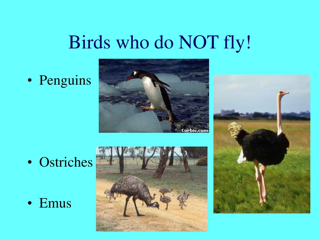 birds who do not fly