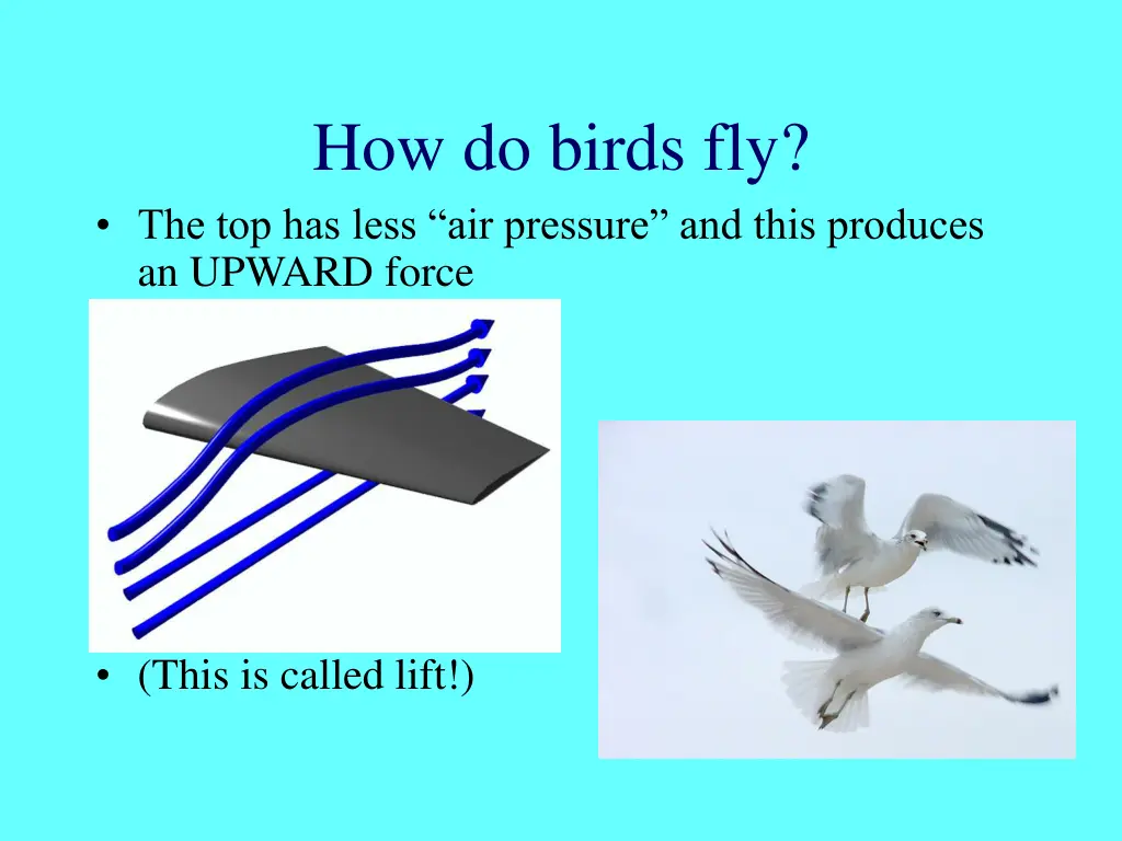 how do birds fly the top has less air pressure