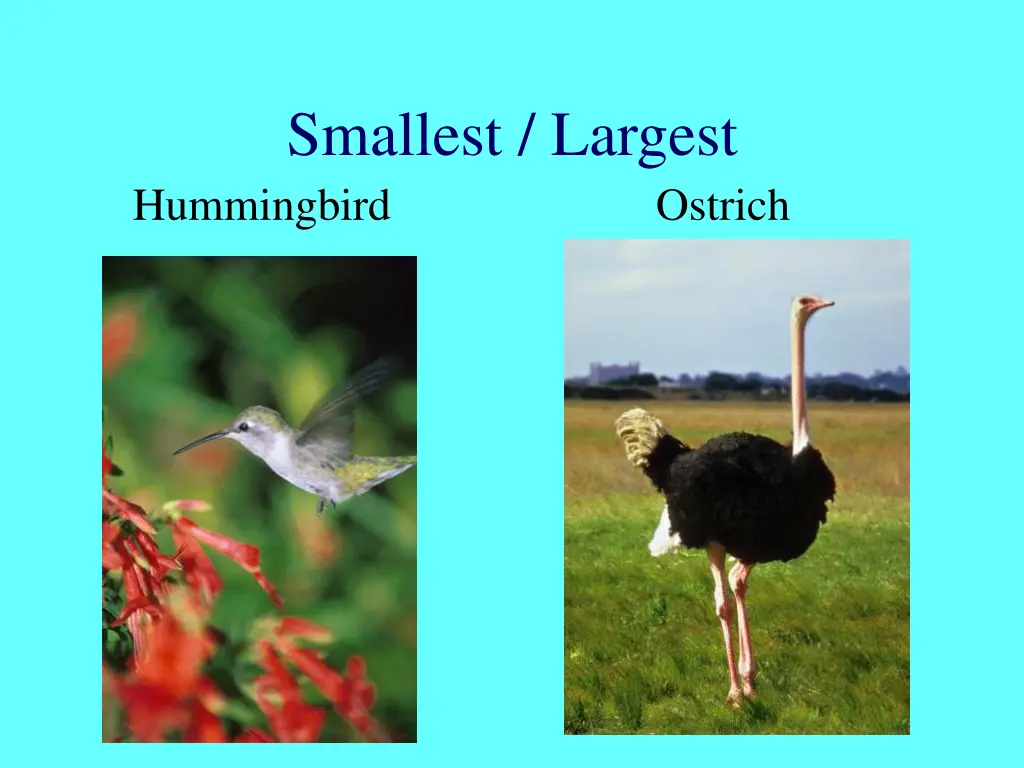 smallest largest hummingbird