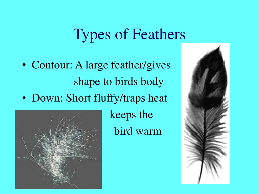 types of feathers