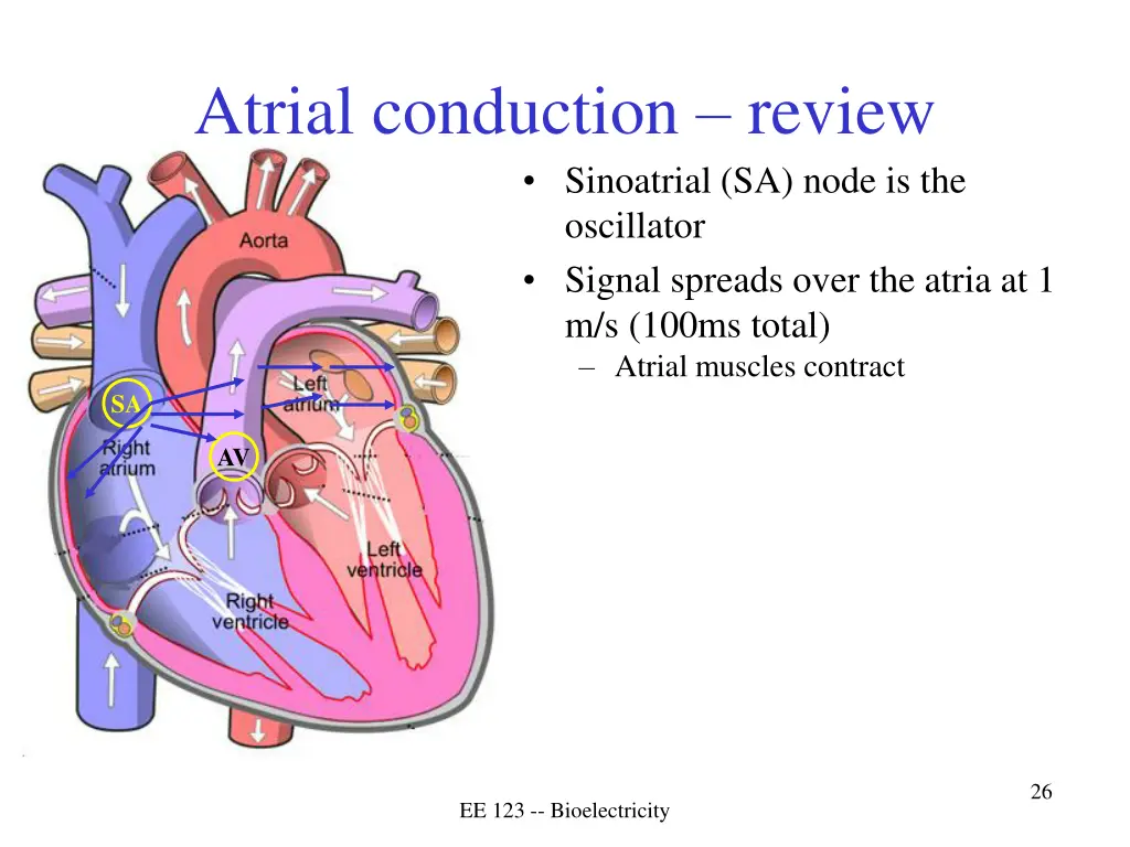 atrial conduction review sinoatrial sa node