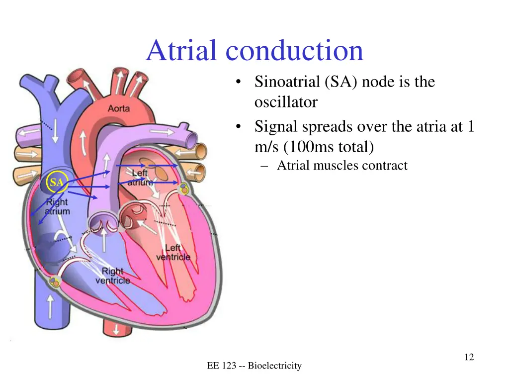 atrial conduction sinoatrial sa node