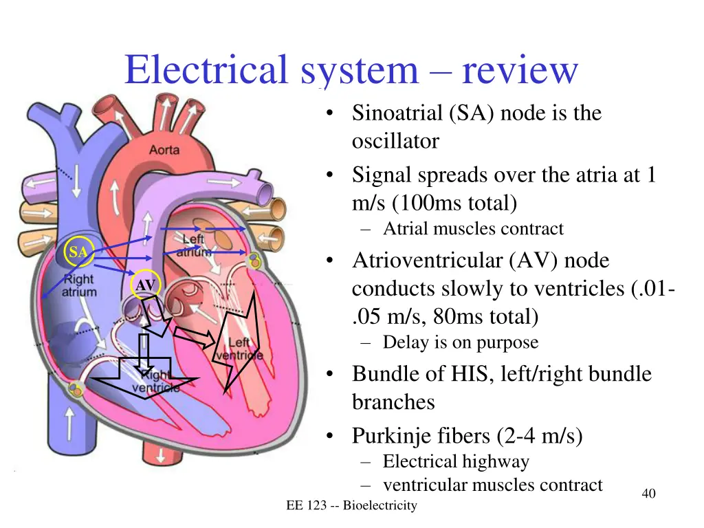 electrical system review sinoatrial sa node