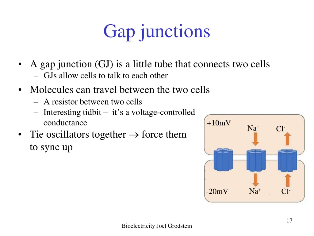 gap junctions
