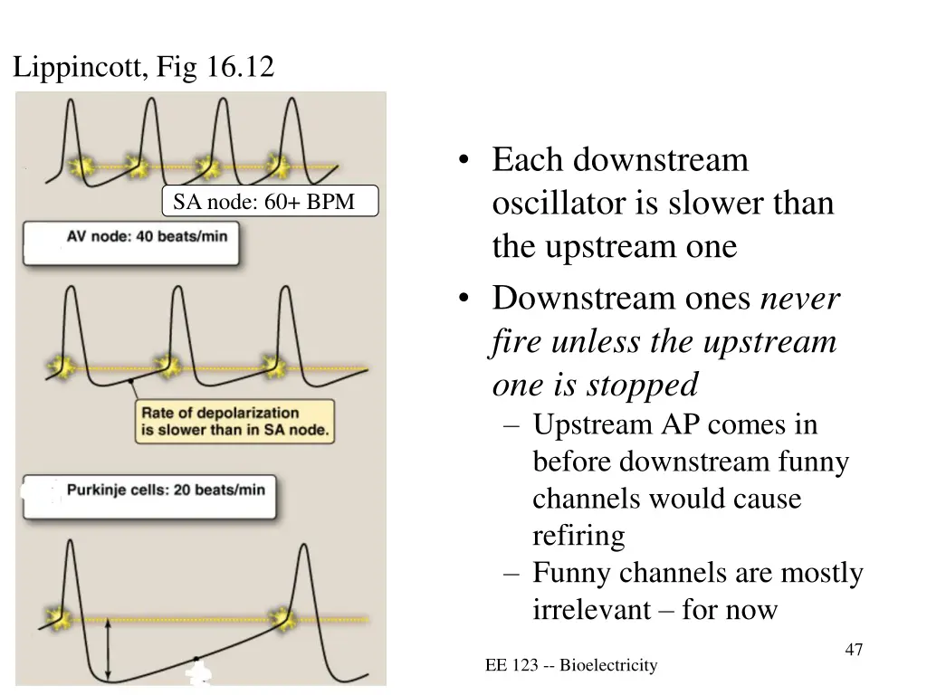 lippincott fig 16 12