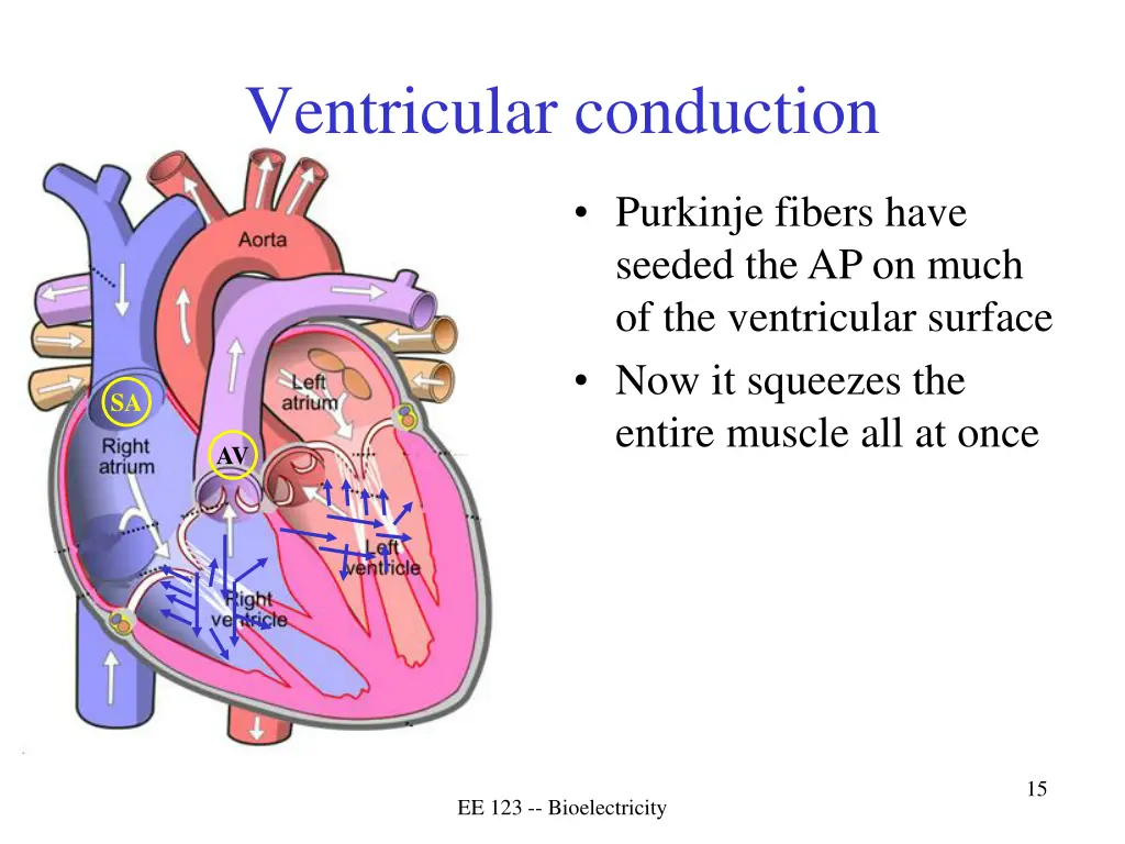 ventricular conduction