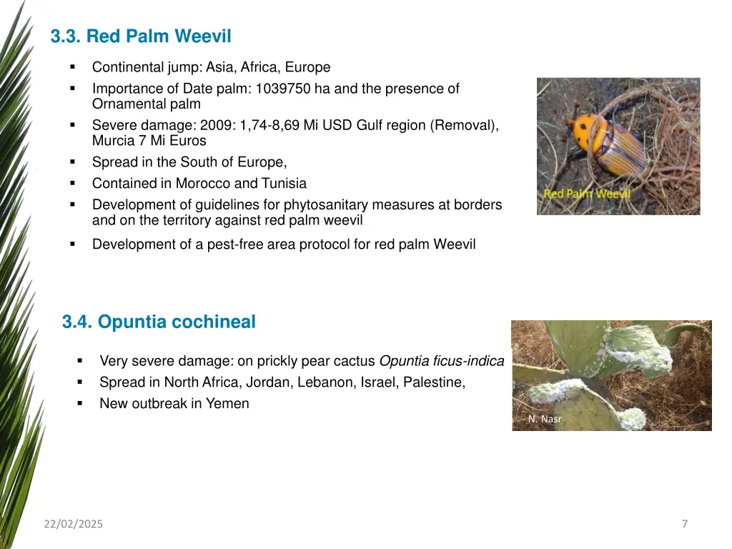 3 3 red palm weevil