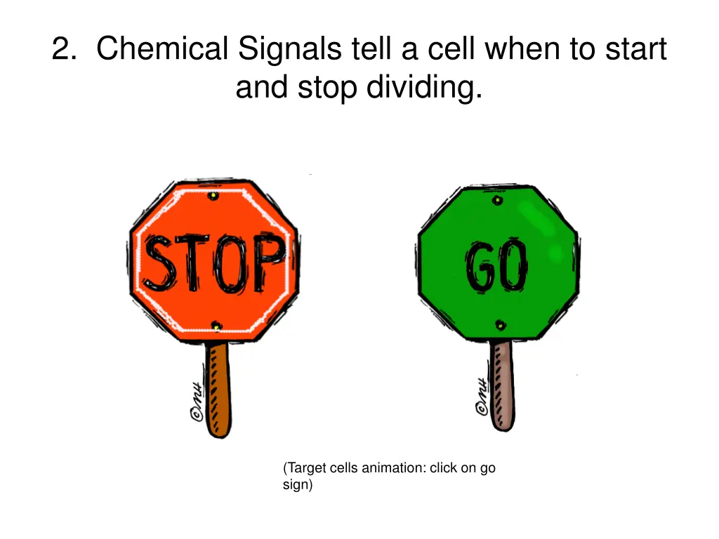 2 chemical signals tell a cell when to start