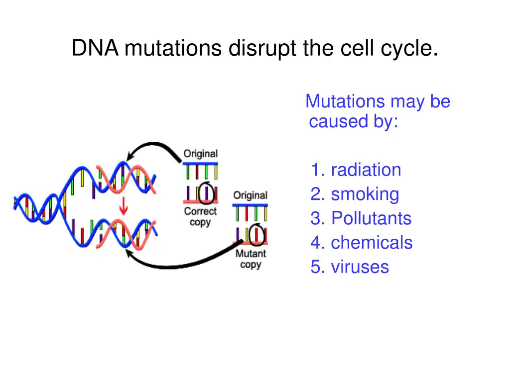 dna mutations disrupt the cell cycle