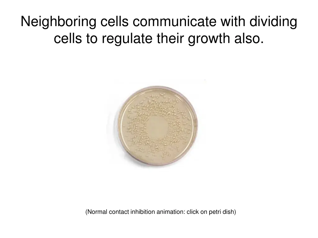 neighboring cells communicate with dividing cells