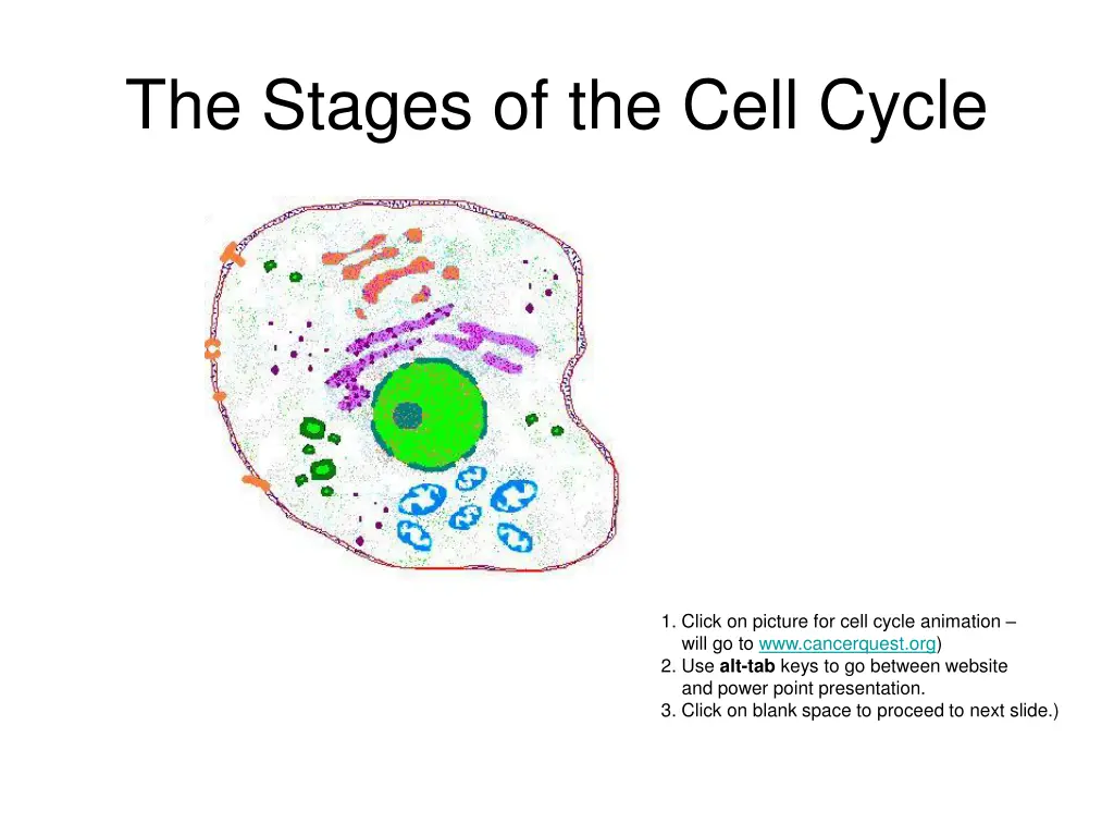 the stages of the cell cycle