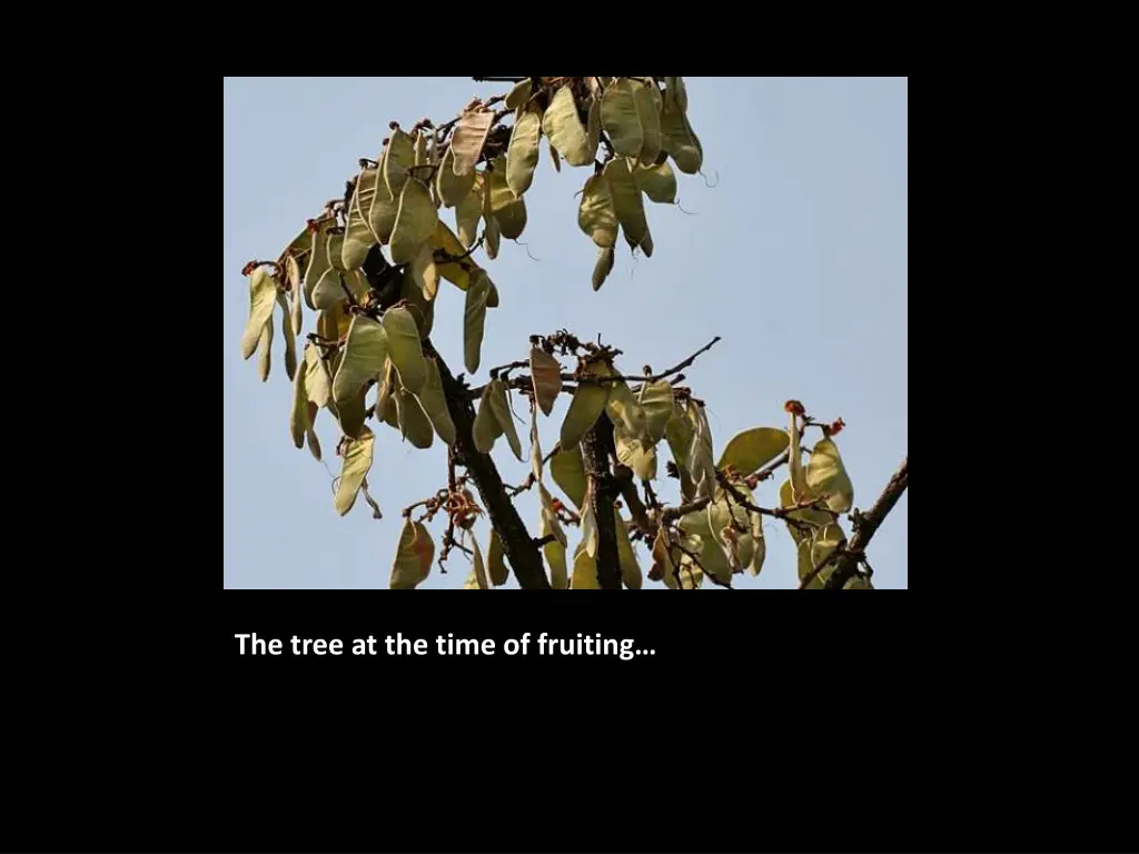 the tree at the time of fruiting