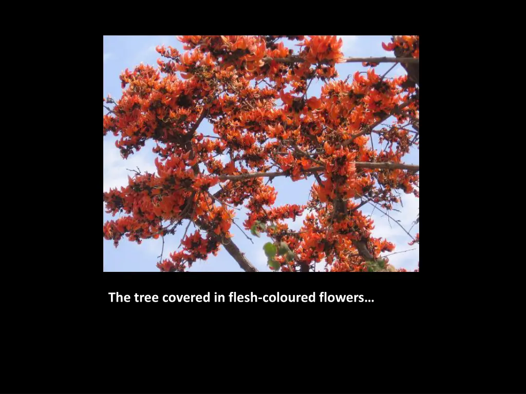 the tree covered in flesh coloured flowers