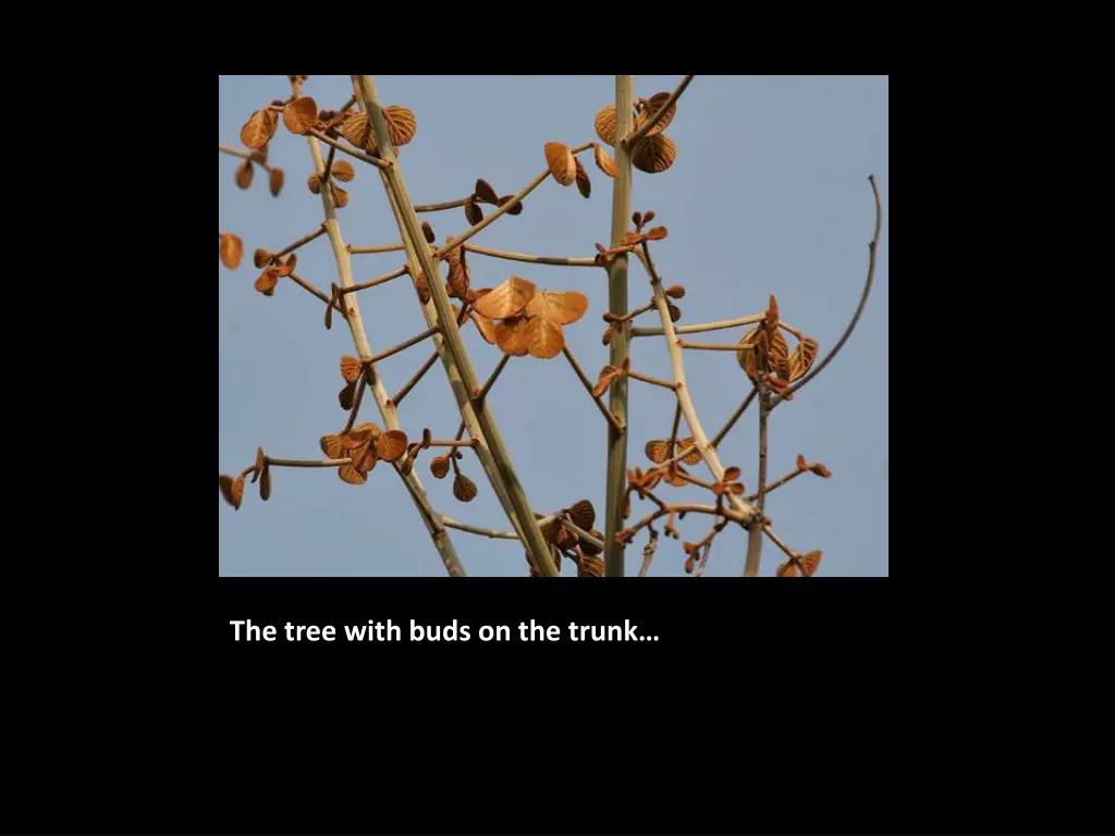 the tree with buds on the trunk