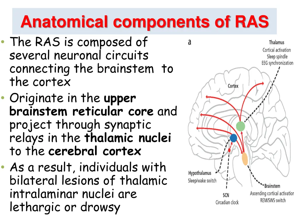 anatomical components of ras the ras is composed
