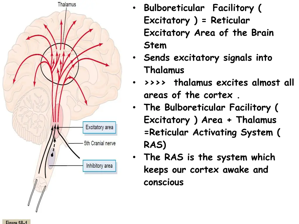 bulboreticular facilitory excitatory reticular